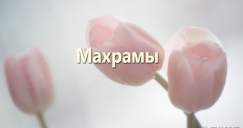 maxramy