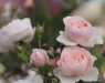 tom_4_ ru